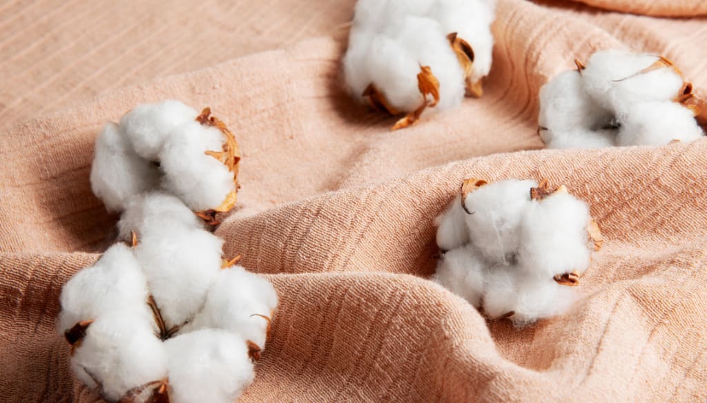 Cotton hữu cơ là gì?